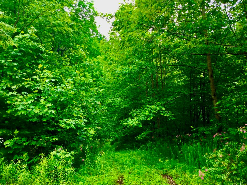 Photo #25: Tbd Bull Mtn Road