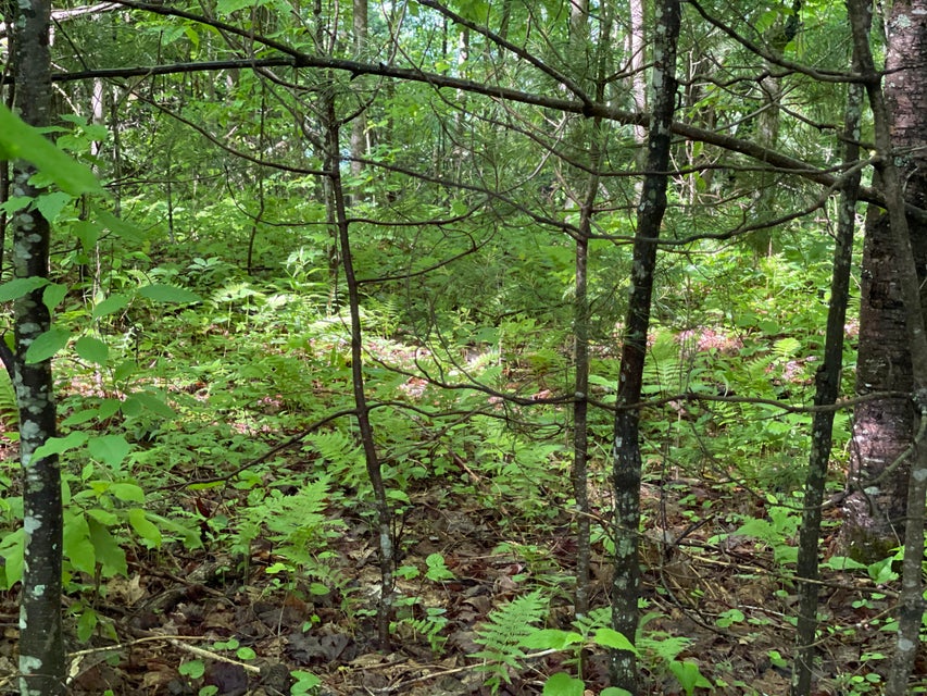 Photo #5: Tbd Cross Mtn Road