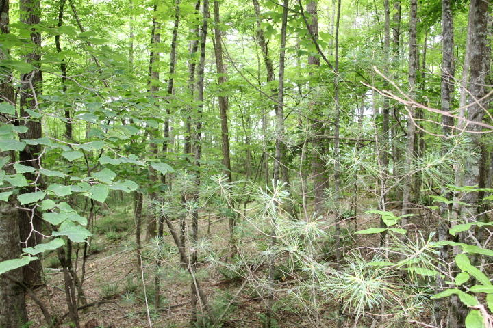 Photo #3: 00 Mohawk Drive