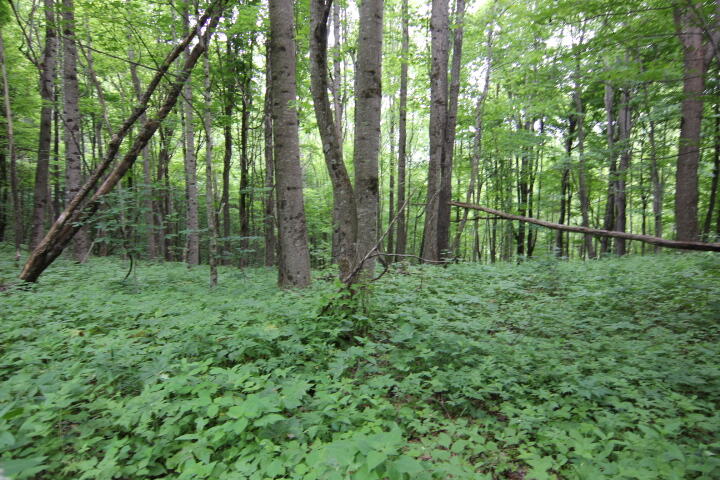 Photo #9: 000 Highway 67