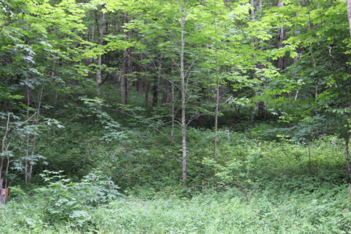 Photo #7: 000 Highway 67