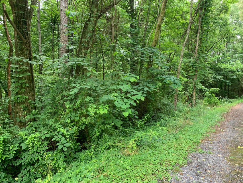 Photo #8: Tbd Davis Drive