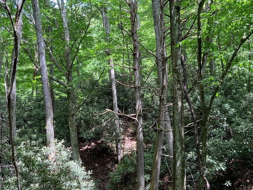 Photo #5: Tbd Old Cabin Road