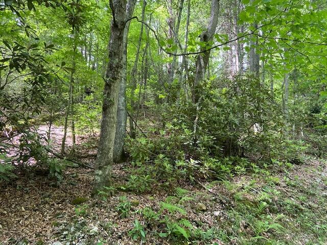 Photo #9: Tbd Old Cabin Road