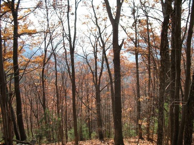 Photo #6: Tbd Iroquois Road