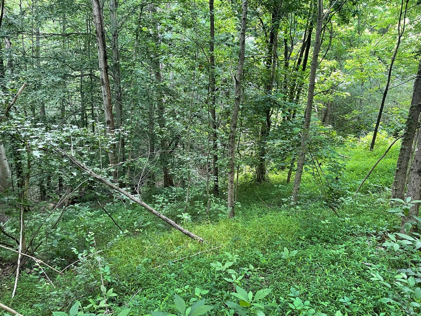 Photo #10: 00 Bear Track Way