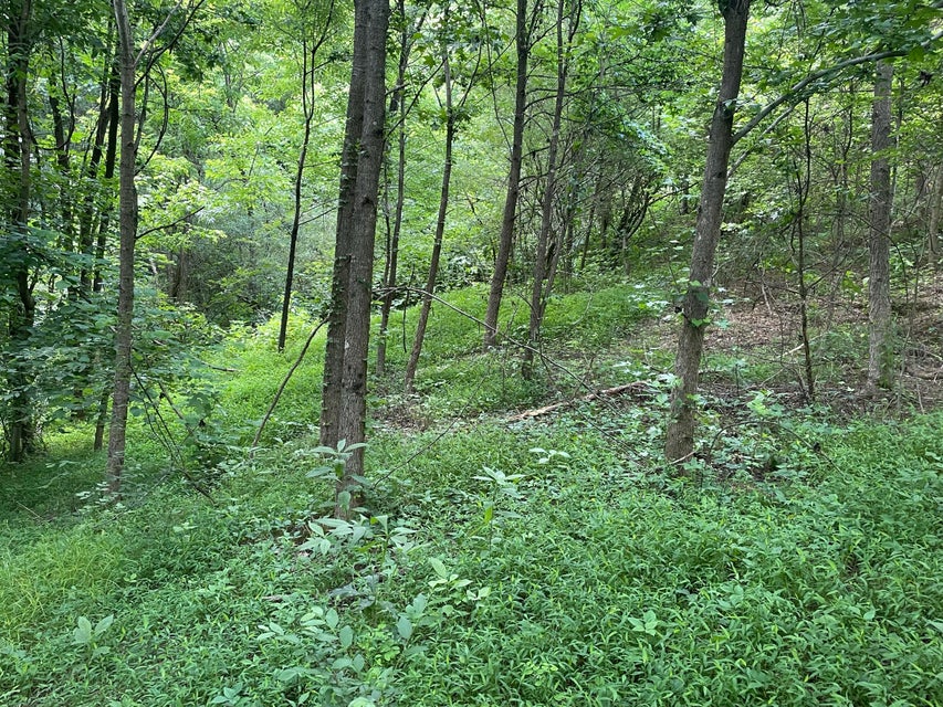 Photo #11: 00 Bear Track Way