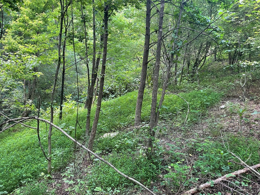 Photo #14: 00 Bear Track Way