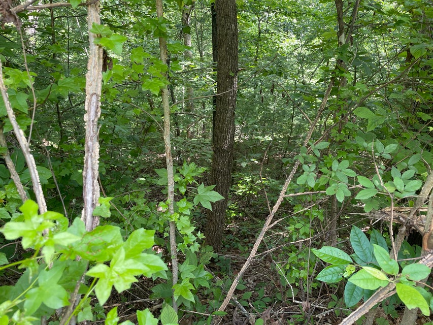 Photo #17: 00 Bear Track Way