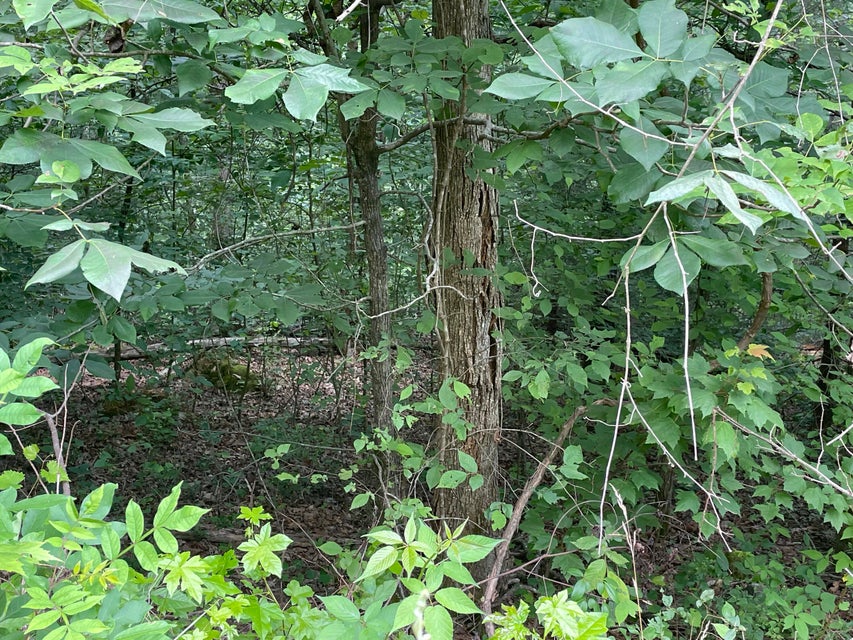 Photo #18: 00 Bear Track Way
