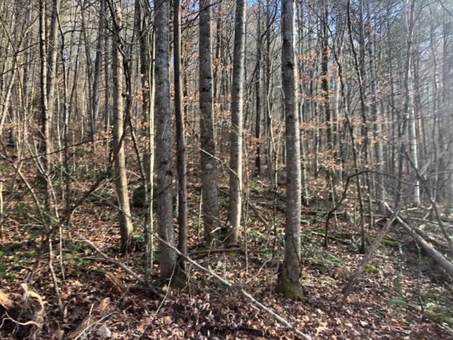 Photo #8: 00 Butcher Valley Road