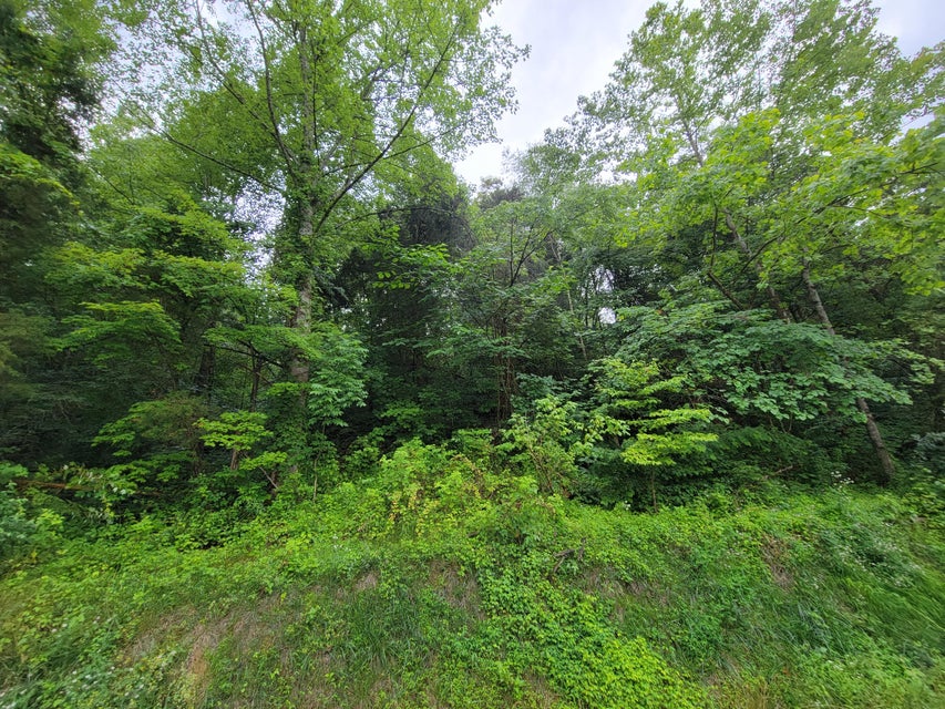 Photo #5: Tbd Ivy Valley Road