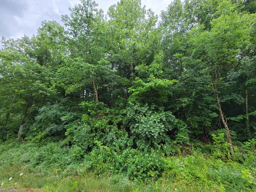 Photo #1: Tbd Ivy Valley Road