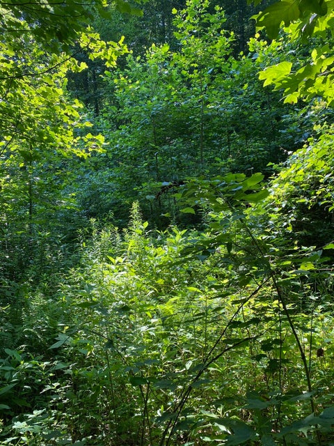 Photo #6: 00 Reservoir Road