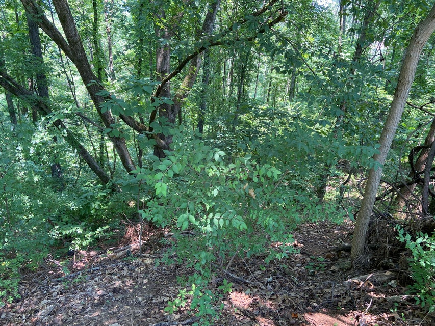 Photo #6: Tbd Starling Drive