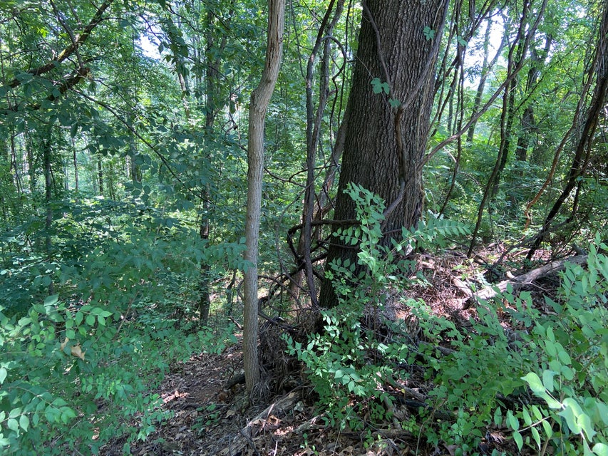 Photo #5: Tbd Starling Drive