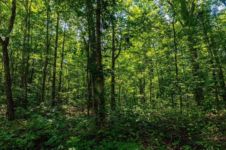 Photo #1: 0 Abels Valley Road