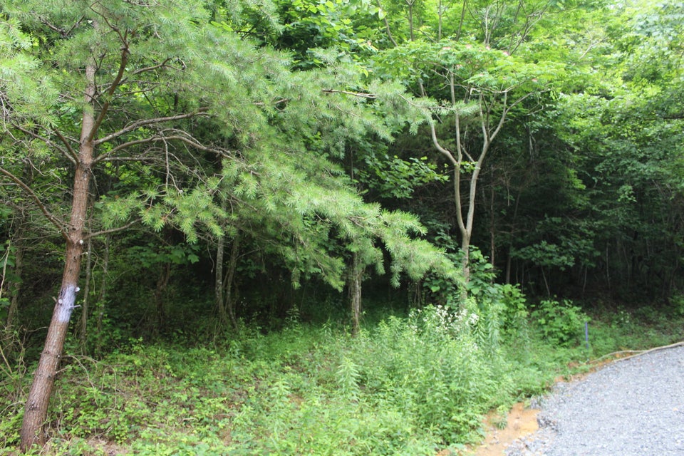 Photo #3: Tbd Long Hollow Rd
