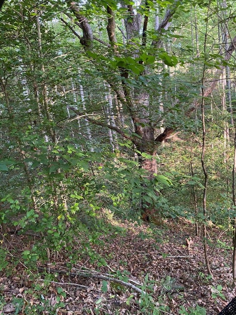 Photo #5: Tbd Crab Orchard Road