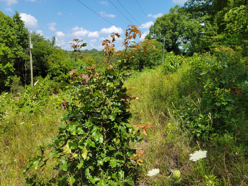 Photo #14: Tbd Green Road