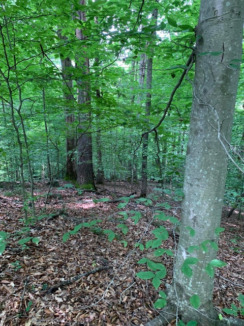 Photo #5: Lot 1 Walnut Bend Drive
