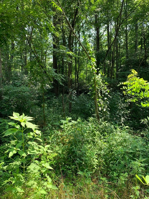 Photo #5: 00 Jeb Stuart Highway
