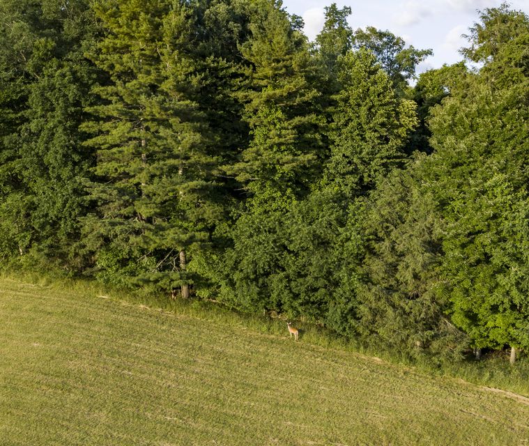 Photo #49: 205 Heaton Creek Road