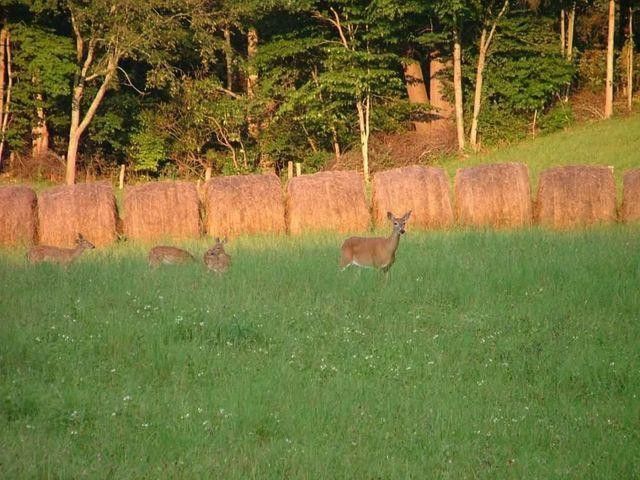 Photo #22: 205 Heaton Creek Road