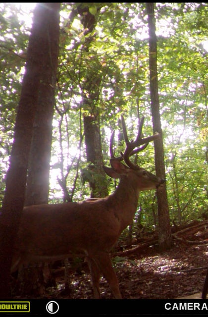 Photo #27: 00 Big Branch Road