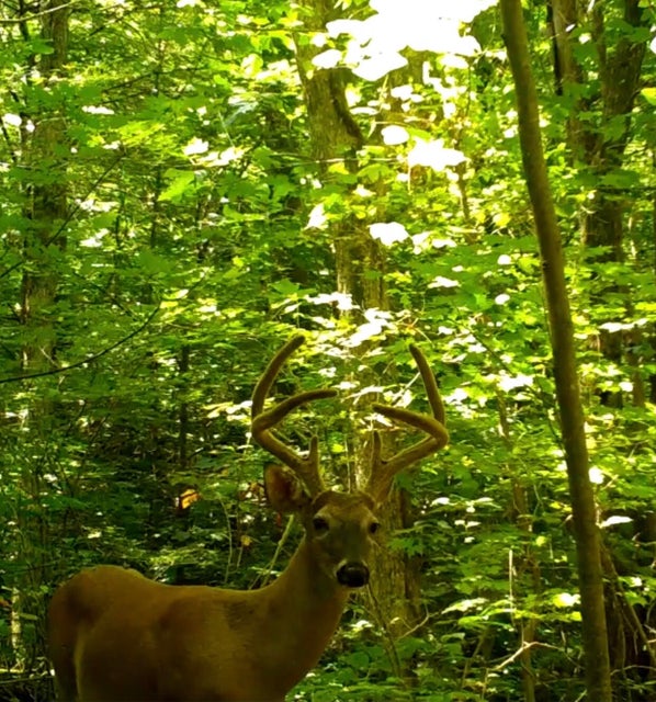 Photo #29: 00 Big Branch Road