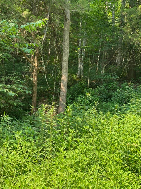 Photo #11: 22 W Of Dry Hill Rd Tn
