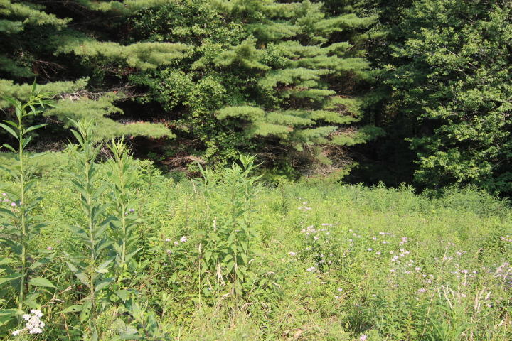 Photo #4: 000 Laurelwood Lane, Lot #65