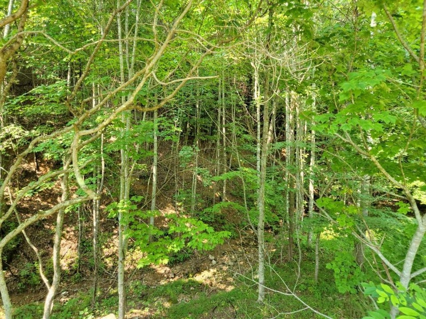 Photo #2: Tbd Maple