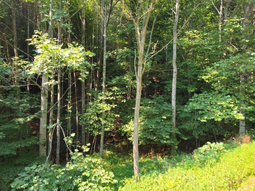 Photo #3: Tbd Maple