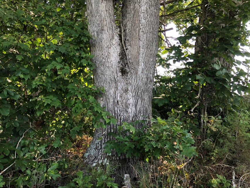 Photo #23: 190 Treadway Road