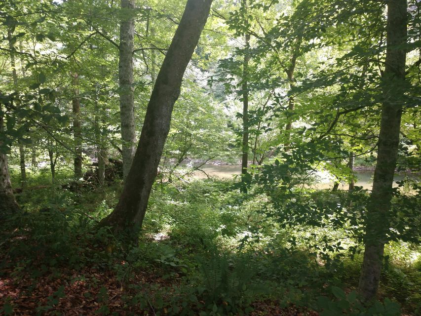 Photo #11: Tbd Screech Trail