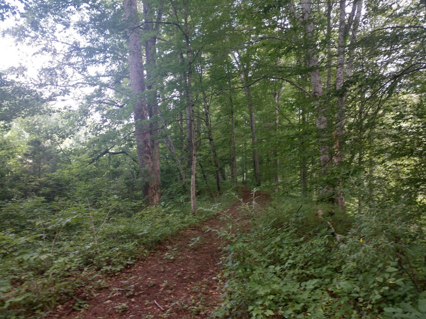 Photo #12: Tbd Screech Trail