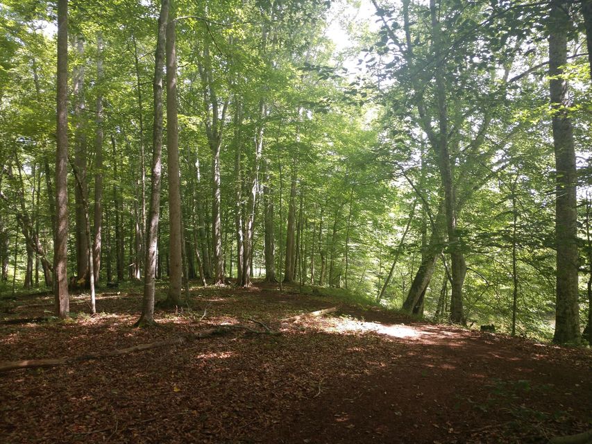 Photo #23: Tbd Screech Trail