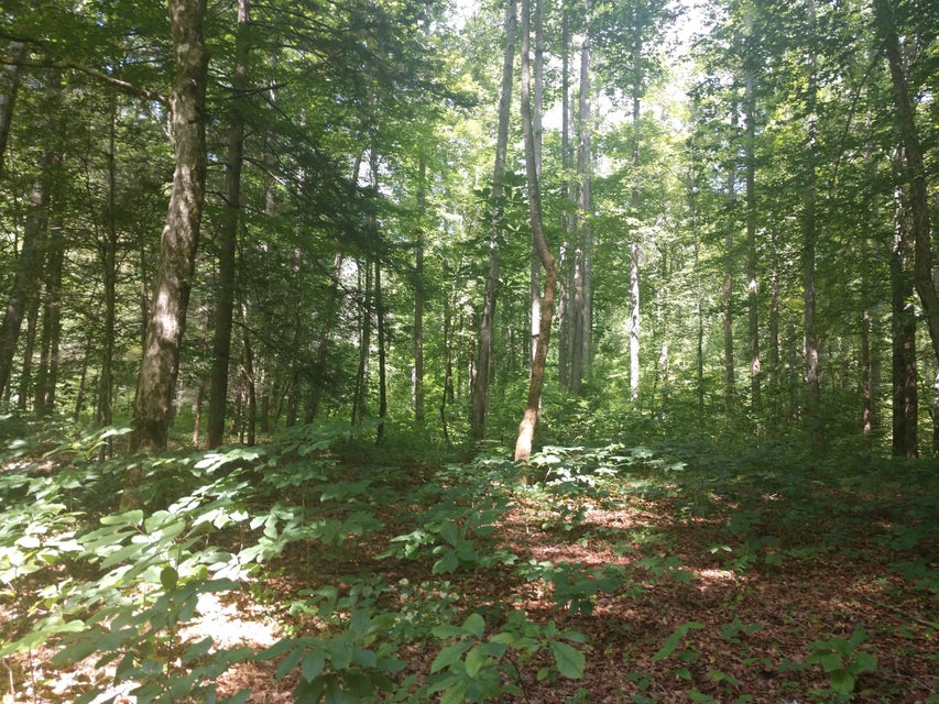Photo #29: Tbd Screech Trail