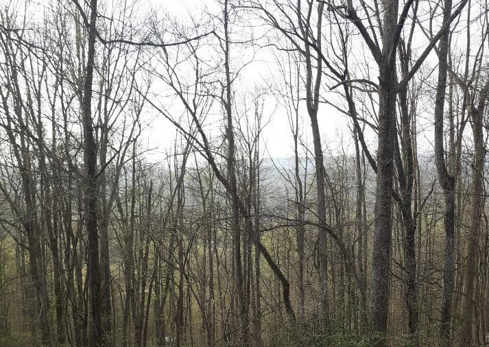 Photo #41: 4728 Edens View Road