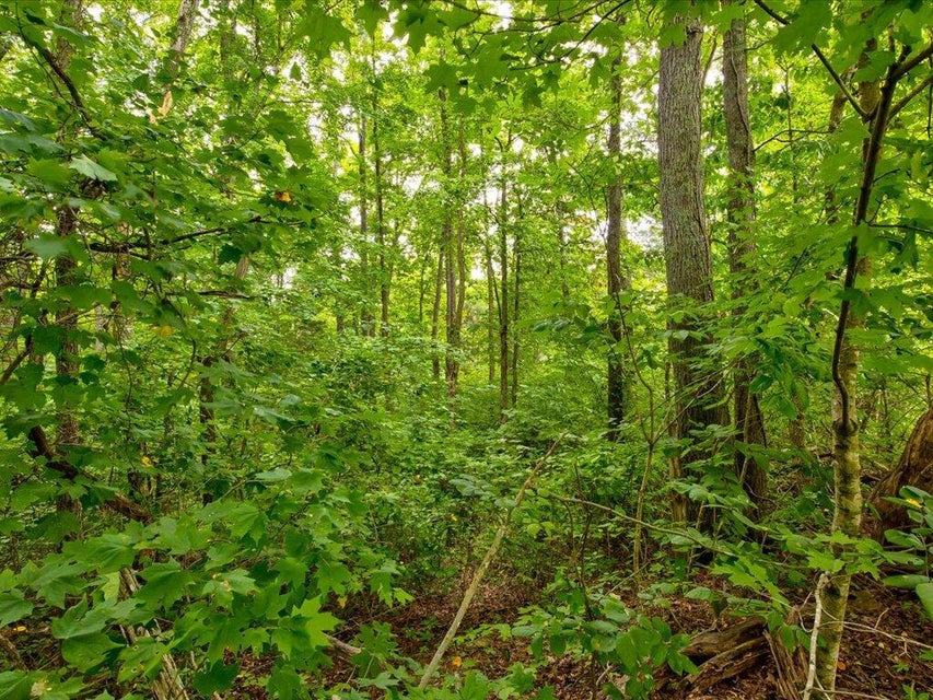 Photo #6: Lot 228 Jade Lane