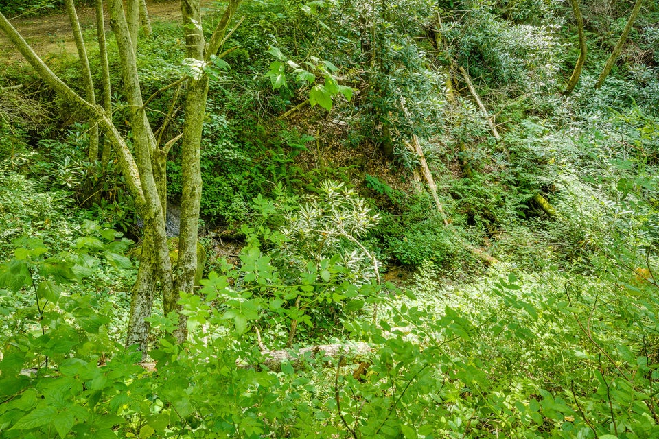 Photo #18: 136 Walnut Mountain Road