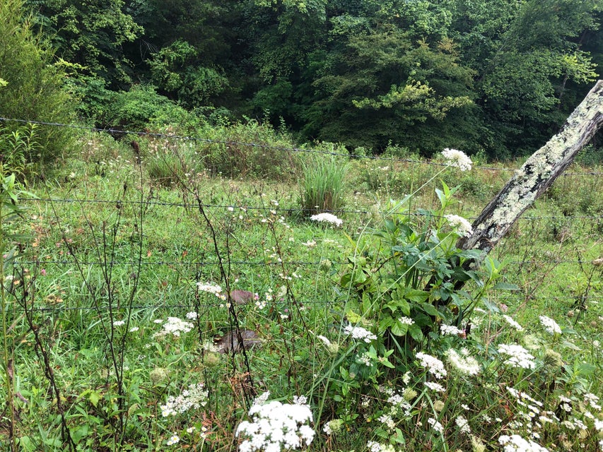 Photo #2: Tbd Carter Cave Rd