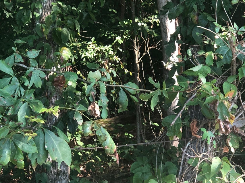 Photo #2: 00 Robertson Creek Road