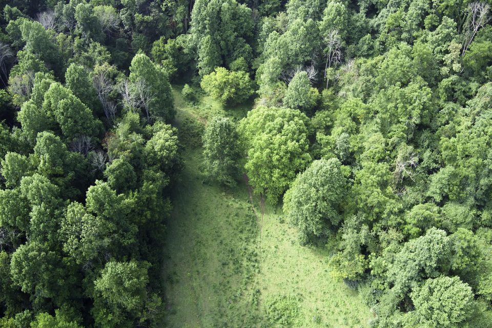 Photo #13: 20486 Canebrake Road