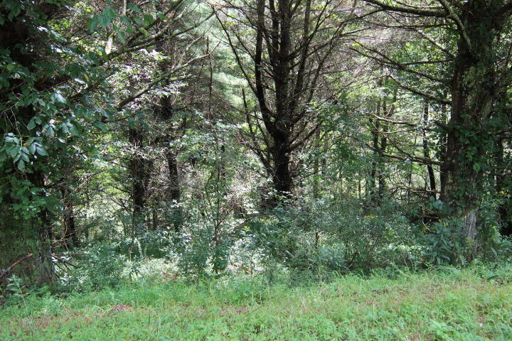 Photo #1: 000 Laurelwood Lane, Lot #9