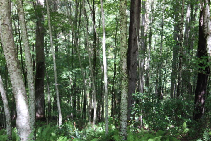 Photo #2: Lot 42 Laurelwood Drive