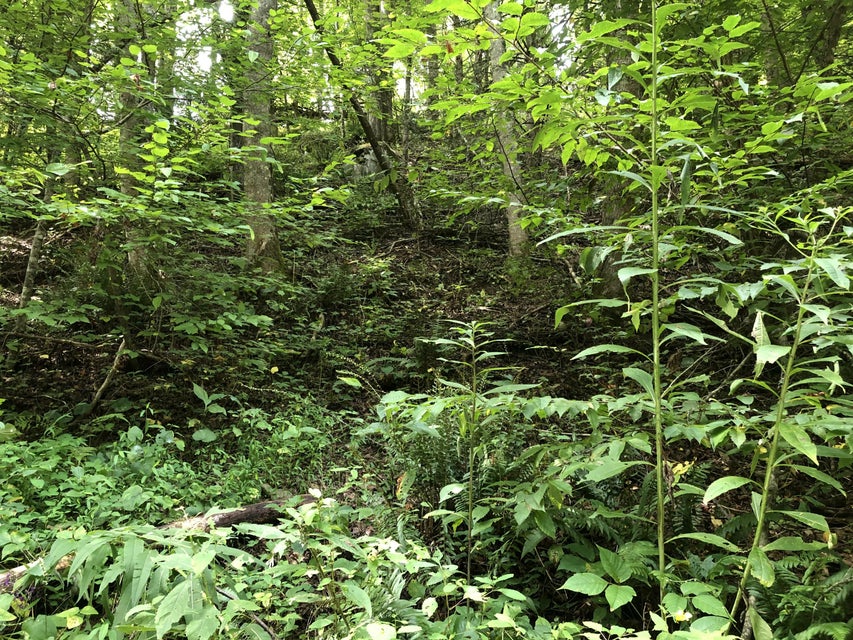Photo #3: Tbd Ingram Branch Road