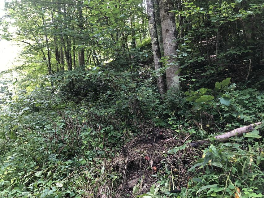Photo #4: Tbd Ingram Branch Road