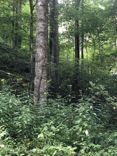 Photo #7: Tbd Ingram Branch Road